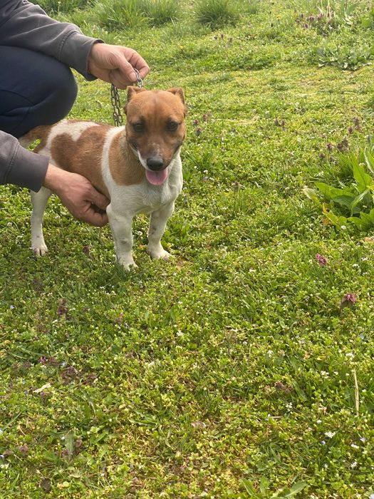 Мини Джак ръсел териер