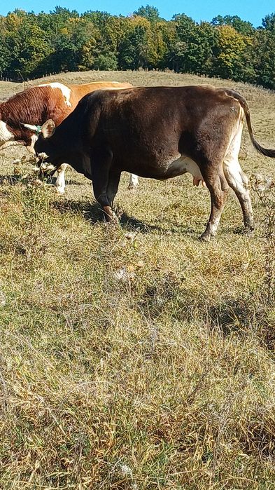 Vând vaca a 3 fătare de lapte