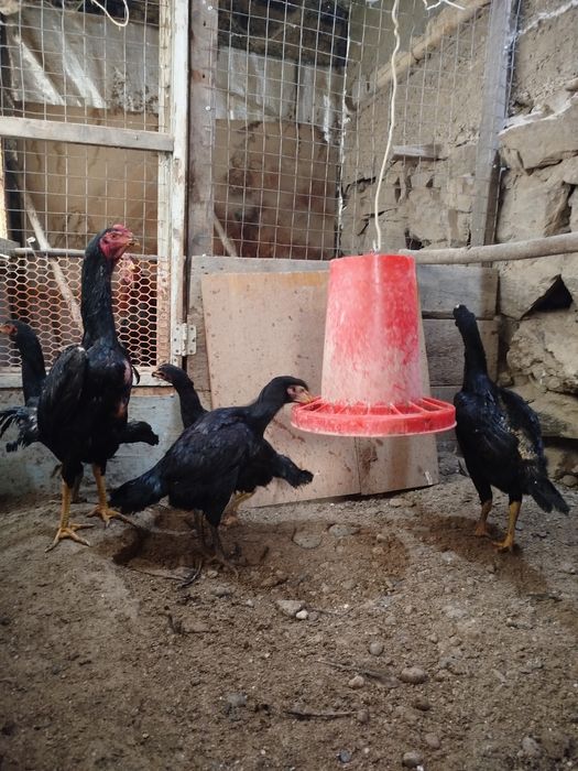 4моки 1 хуроз сотилади