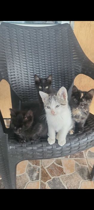 Pui de pisică înțărcați. Donez.