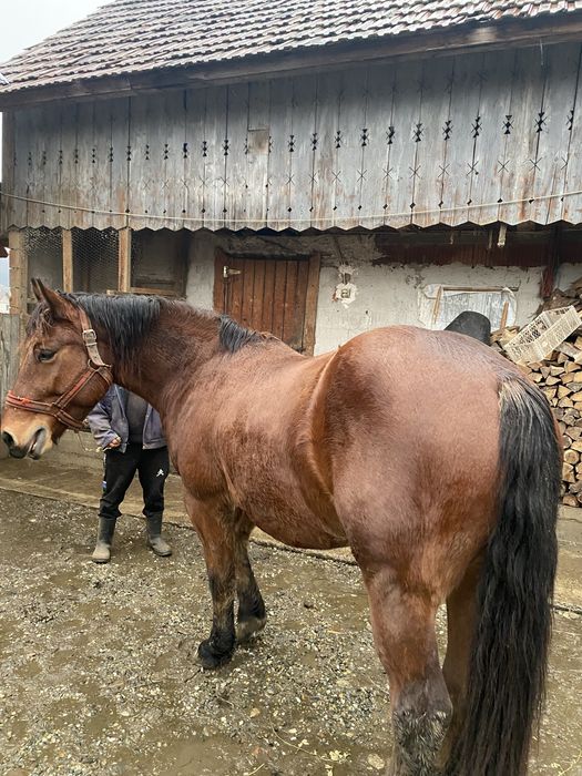 Cal de vanzare de 4 ani