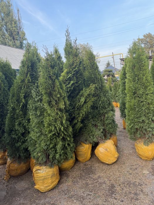 Туя смарагд посадка бесплатно Гарантия 100%