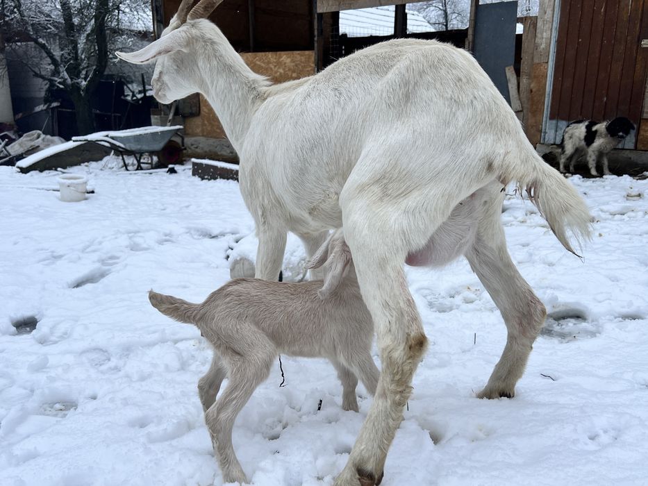 Capra saanen cu anglonubian recent fatata