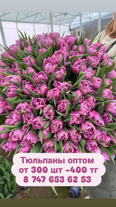 Тюльпаны премиум качества