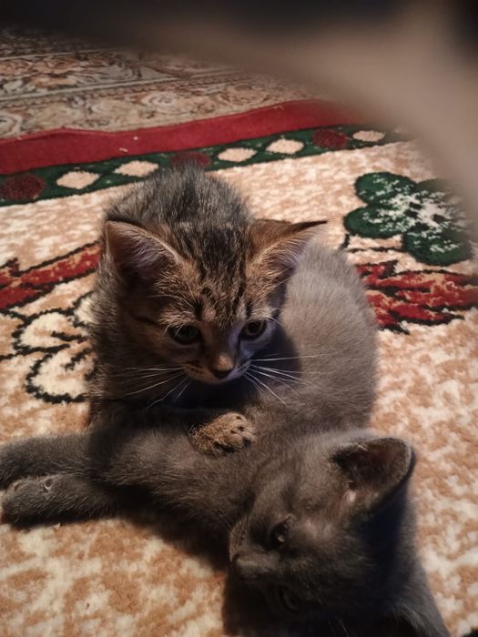 Отдам котят в добрые руки