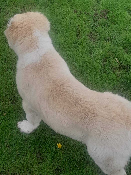 Продавам кученце Алабай на 3 месеца женско