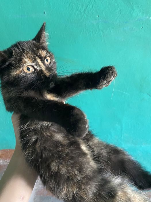 Котенок в добрые руки