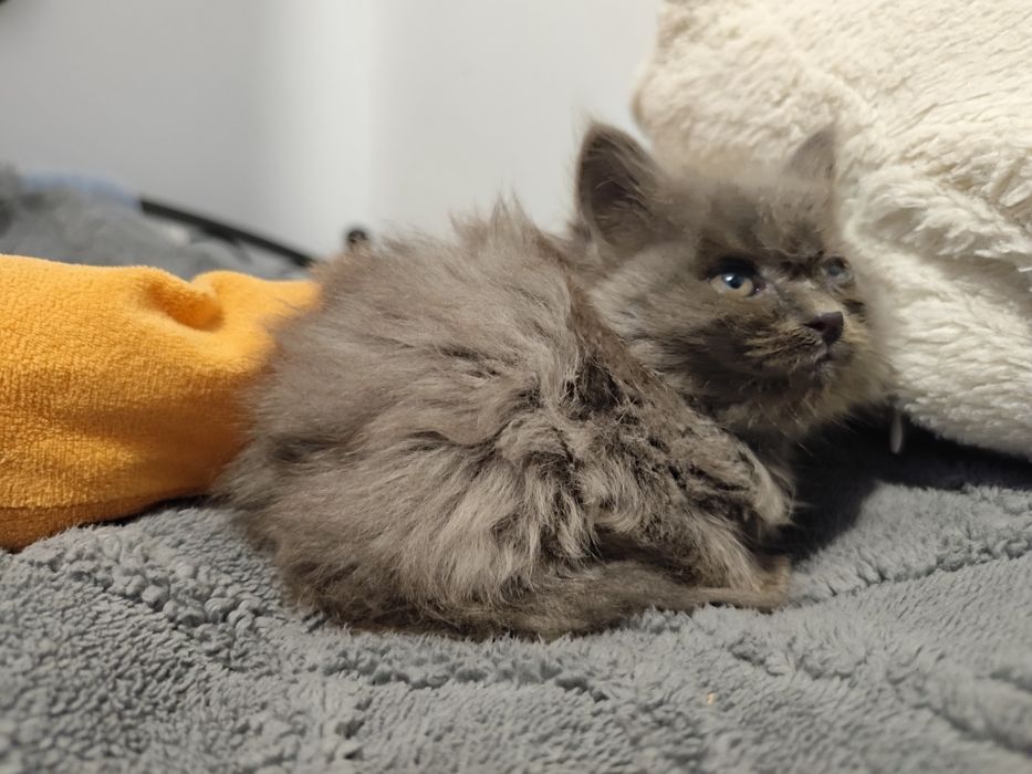 Котята, мальчики