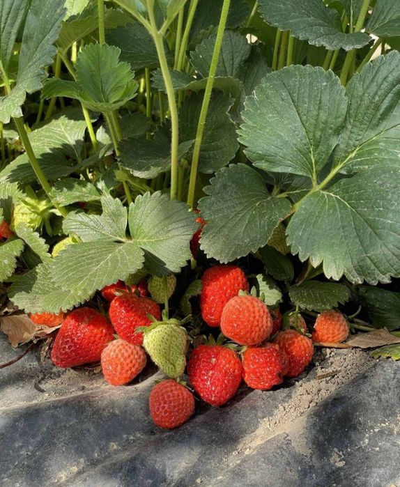 Разсад ягоди - каскадни и целогодишни