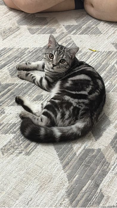 Отдам бесплатно,