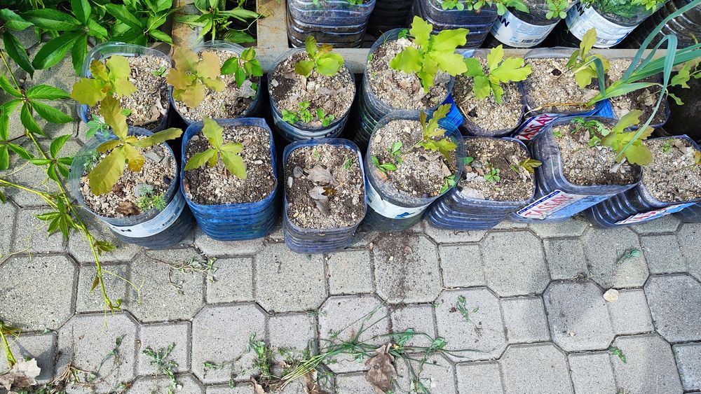 !!!Дуб дерево!!!