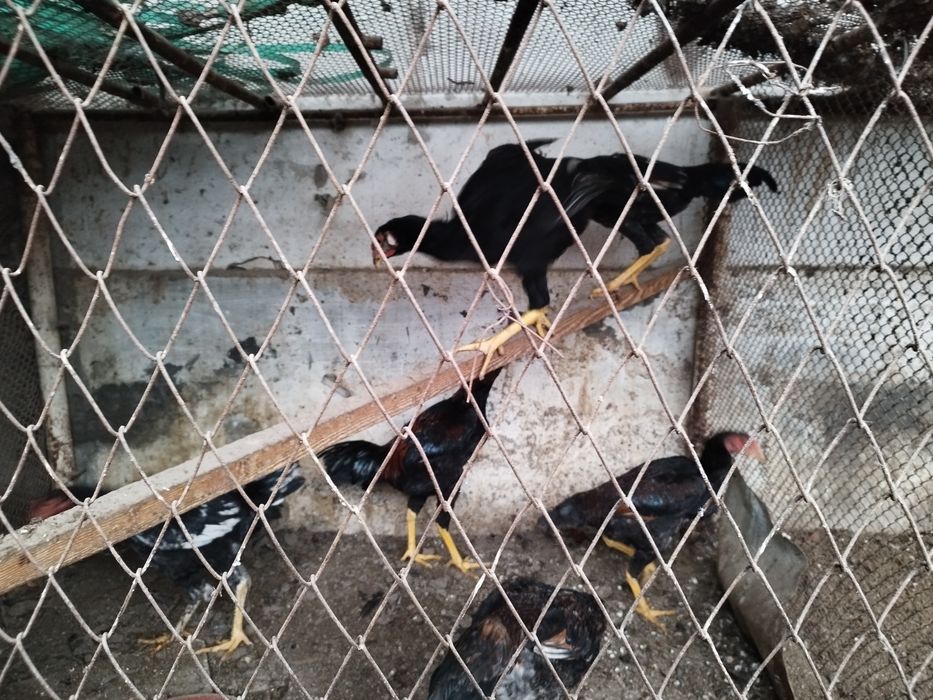 Куланги зотли Жужа Хурозлар