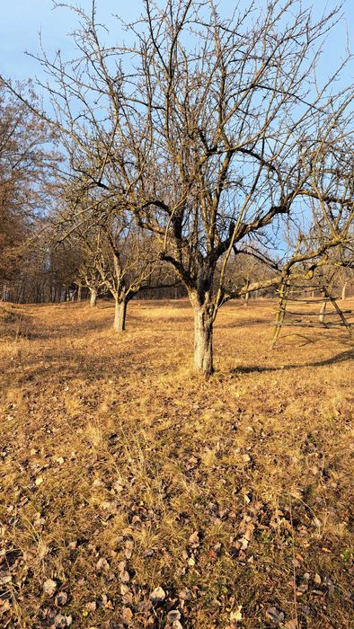 Teren 2920 mp in Suici, Arges