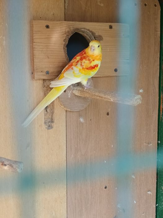 Мъжки поен папагал.