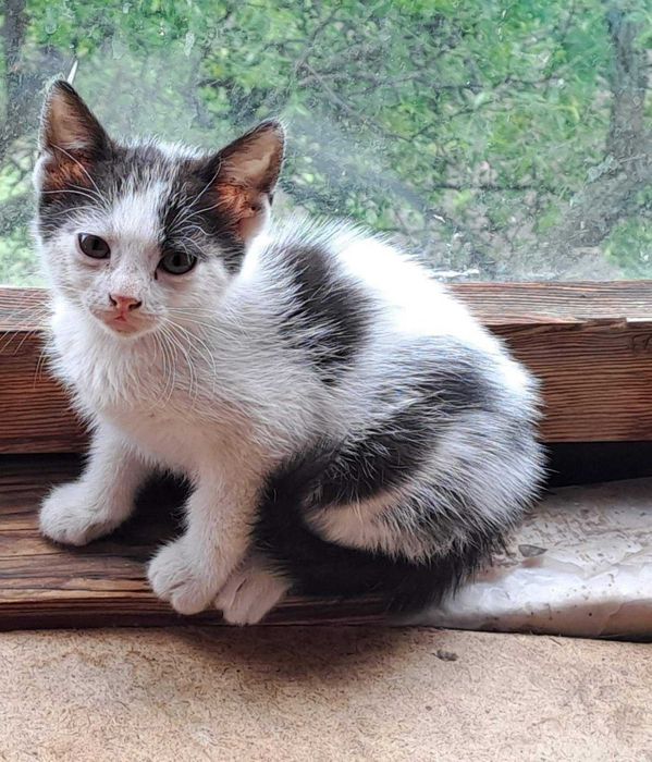Подарявам котенца!