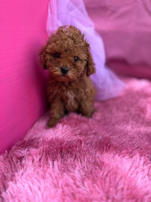 “Той” пудел, момиче