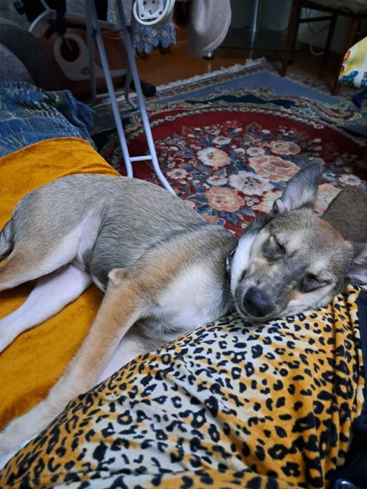 В добрые руки собака