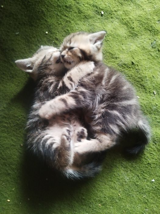 Отдам даром котят