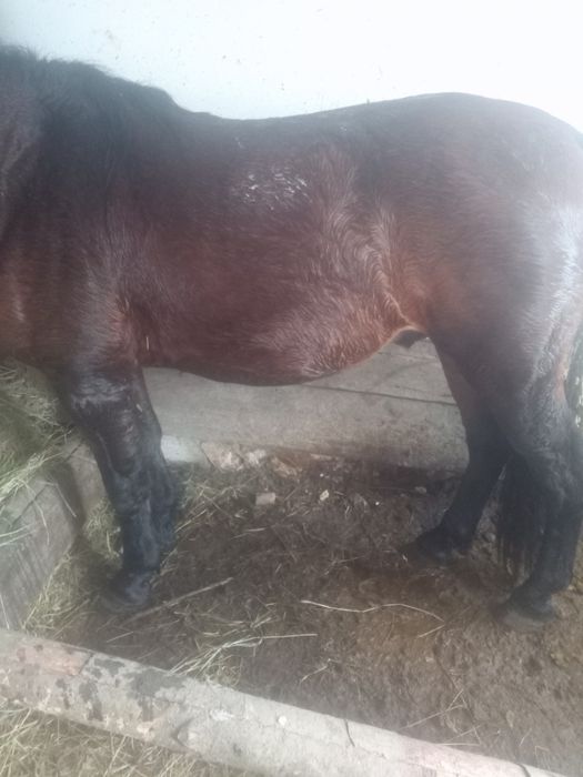 Vind armăsar inhamat