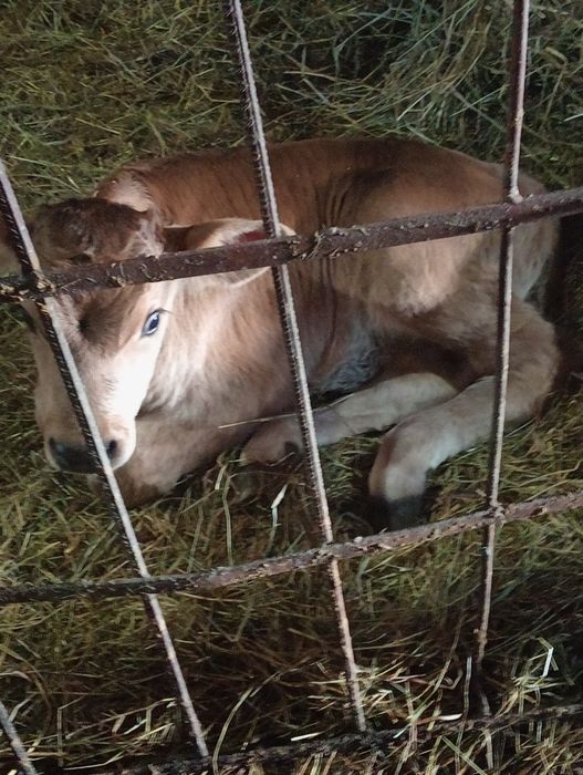 Vând tăurași înțărcați și sugari