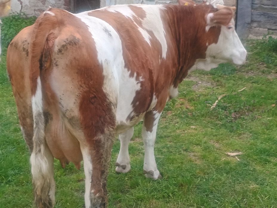 Vând juninca de 2 ani