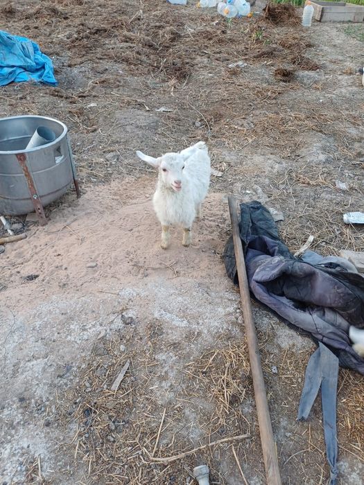 Продам коз, козлов и козлят