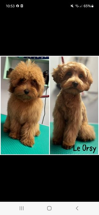 Coafură canina le orsy (alfa)