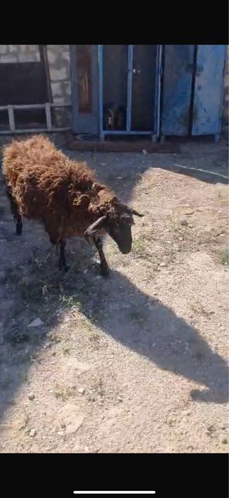 Қой, овцы и бараны