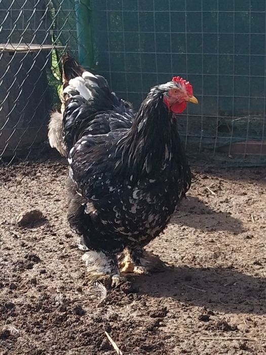 Vand pui   oua ,Brahma, toate culorile cochinchina,motate olandeze,