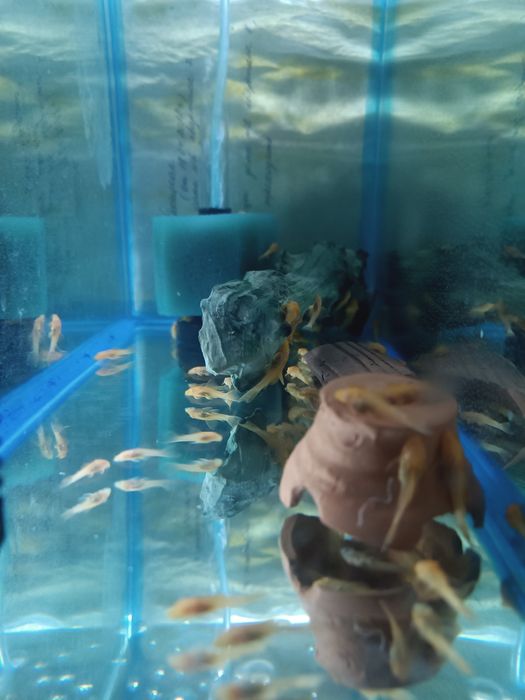 Мечиносцы чёрные, Мечиносцы красные, Моллинезии, Гуппи, Анциструсы.