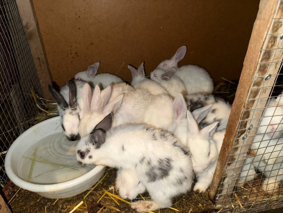 Quyon sotiladi nasli tozza, otasi flandir