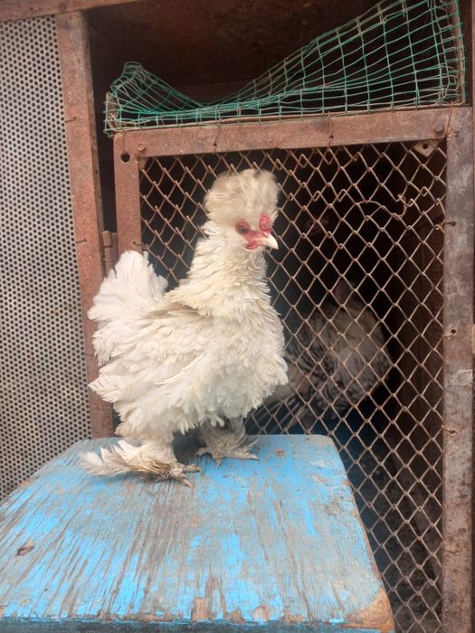 Yaponchala sotiladi manzil Qarshi shahar