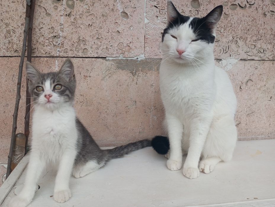 Срочно отдаётся котенок мальчик!