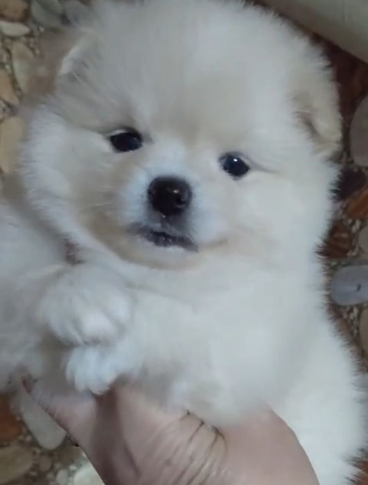 Щенки шпица мини