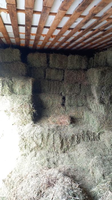 Люцерна Жоңышқа