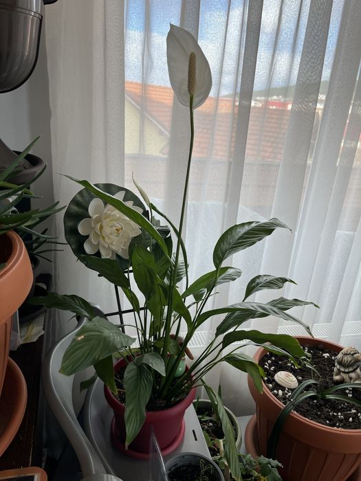 Vand flori in ghiveci