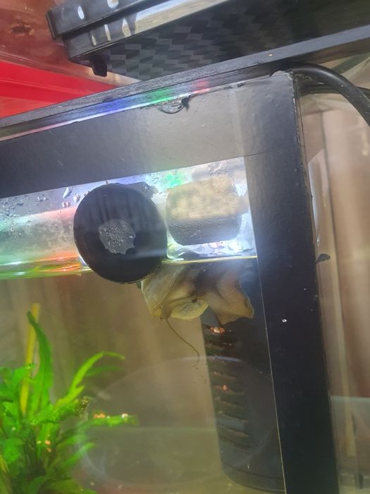 Улитки маленькие симпатюльки