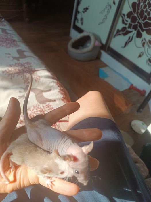 Сфинкс крысята продам