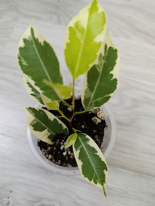 Продам Фикус Мунлайт