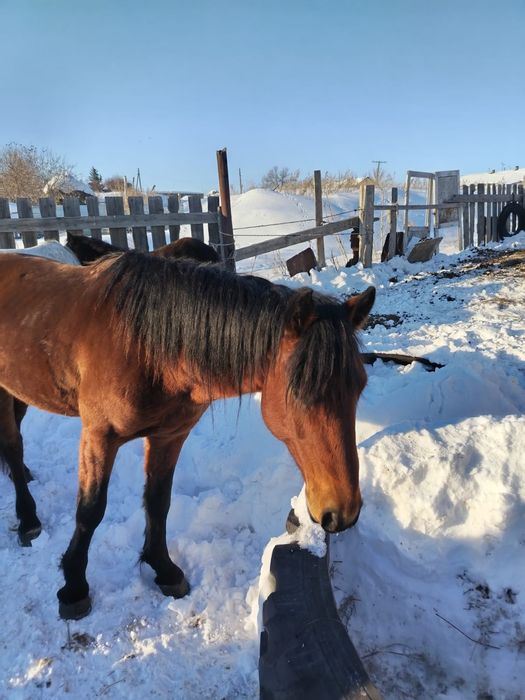 Продам жеребца 5 годовалого