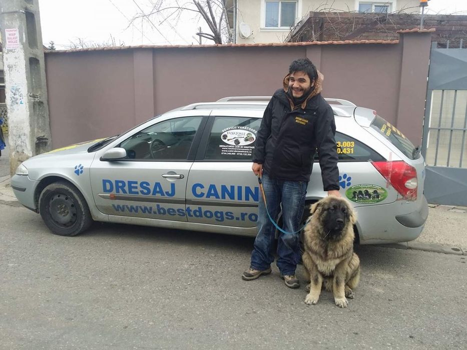 Dresaj canin la domiciliu