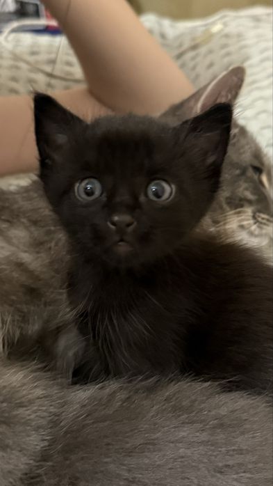 БЕСПЛАТНО, котята 1 мес