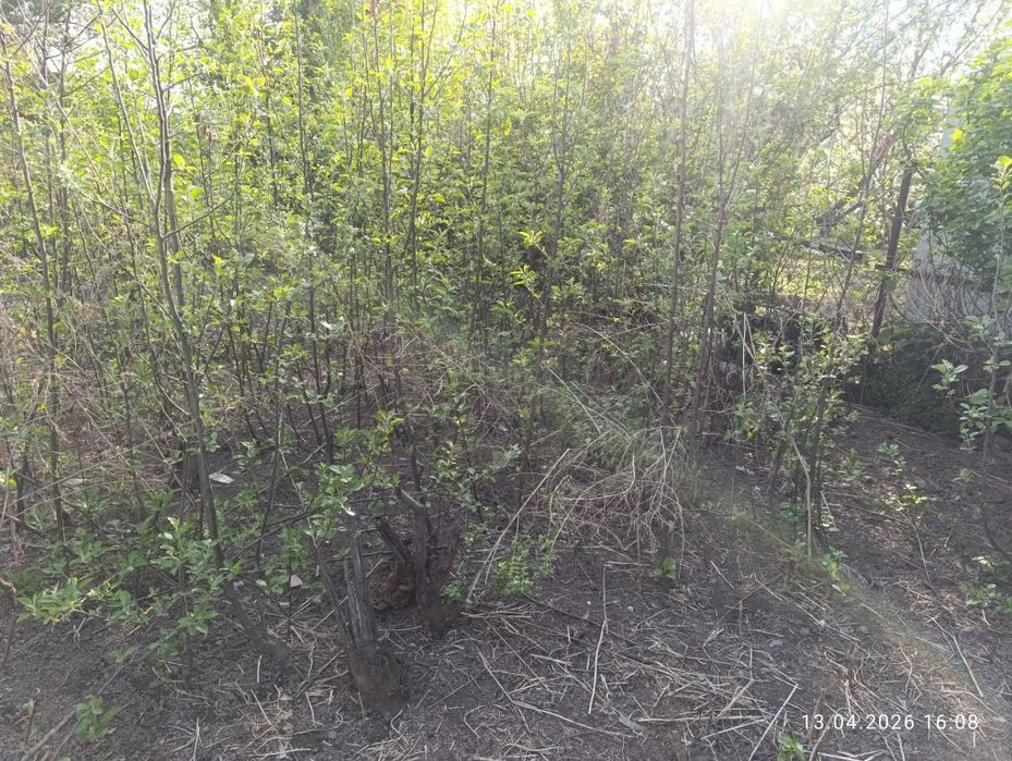 Продам хороший саженцы