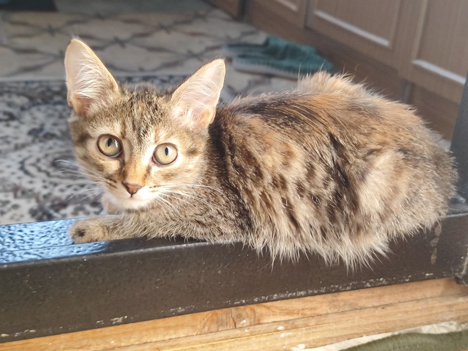 Милая котята ищут дом