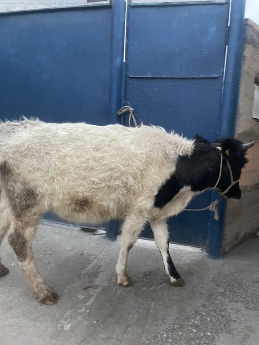 Ала тана сатылады