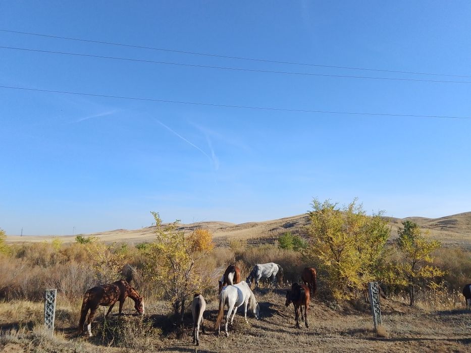 Саумал саумал Қымыз қымыз қымыз