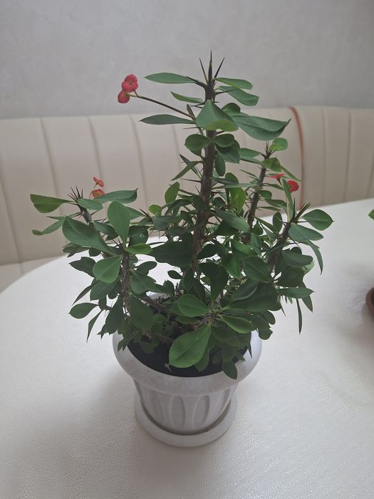 Комнатные цветы Молочай