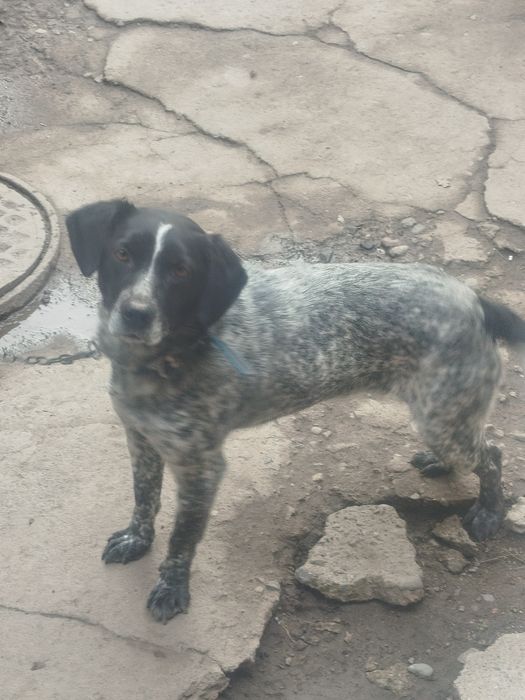 Отдам в хорошии руки