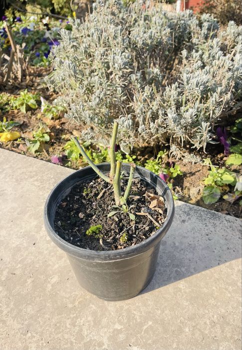 Саженцы роз Пионовидные