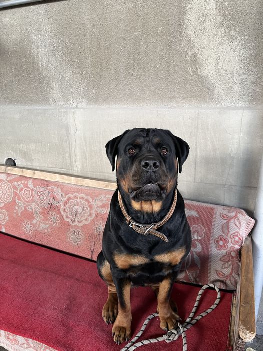 Щенок ротвейлера